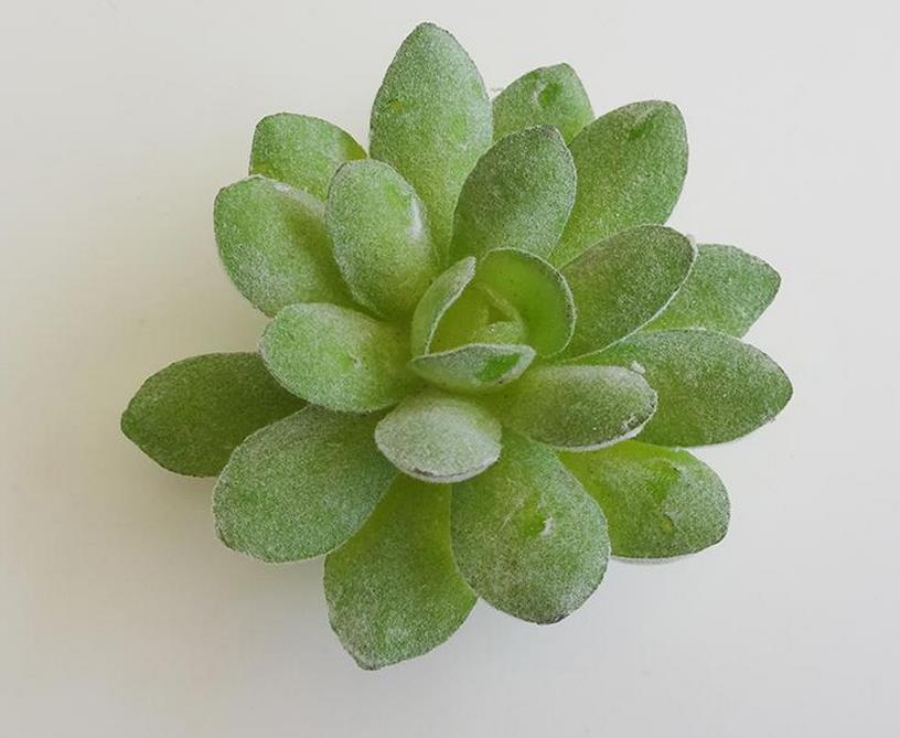 Segnaposto Piante Grass Giardino Tema Naturale