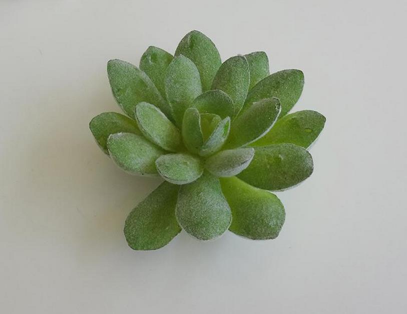 Segnaposto Piante Grass Giardino Tema Naturale