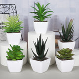 Set di 6 piante grasse artificiali in vaso Plastica Bomboniere Regalo Decorazione Casa